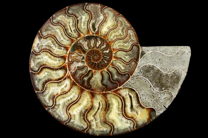 Cut Ammonite Fossil (Half) - Agatized #121485